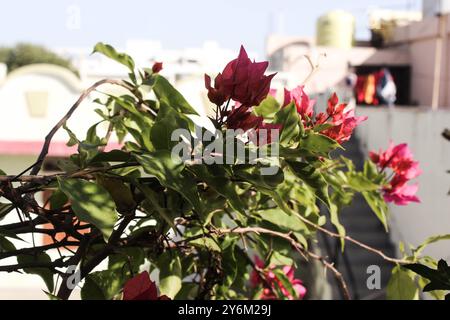 Rosafarbene Bougainvillea-Blüten mit üppig grünen Blättern, die natürliche Schönheit und leuchtende Farben in einem ruhigen Garten zeigen Stockfoto