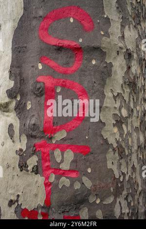 Frankreich, Paris, 75, 4. Arrondissement, Obdachloser auf der Rinde einer Platane. Stockfoto