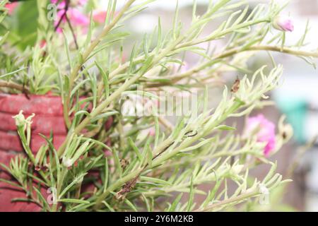 Moss-Rose Purslane Portulaca grandiflora ist eine saftige blühende Pflanze mit selektivem Fokus Stockfoto