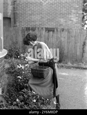 Herzogin von Leinster am Meer. Die Herzogin von Leinster sammelt Gartenblumen in Bournemouth, wo sie wohnt. August 1923 Stockfoto