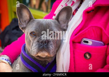 Großbritannien, England, East Sussex, Brighton. Die North Lane, französische Bulldogge und Frau Stockfoto