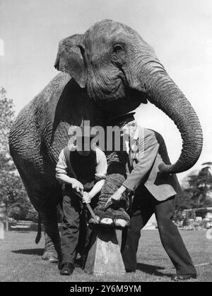 Torhüter Tom Bartlett und sein Assistent nehmen Rosie mit einer Raspel und einer Drahtbürste zu Füßen. Der Elefant hat den ganzen Winter ausgeruht, aber der Sommer nähert sich und bald werden die Kinder den Nervenkitzel auf ihrem breiten Rücken haben wollen - und ihre Füße müssen in gutem Zustand sein. (Foto vom 5. Mai 1950) ©TopFoto Stockfoto