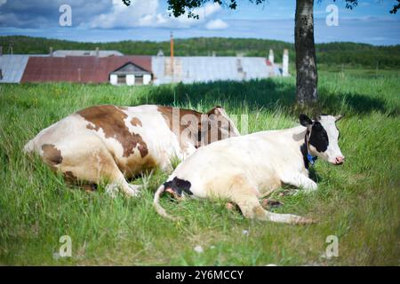 Zwei Kühe, die auf Gras liegen, ein Dorf und ein blauer Himmel im Hintergrund Stockfoto