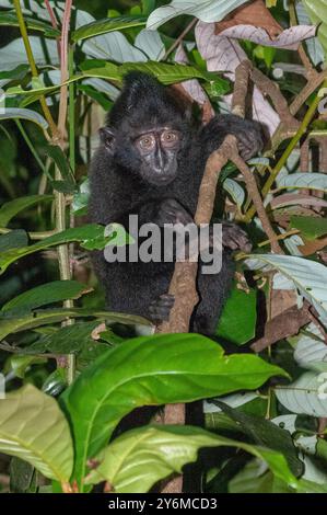 Schwarzkäppchen-Makaken im Tangkoko Batuangus Forest Reserve Stockfoto