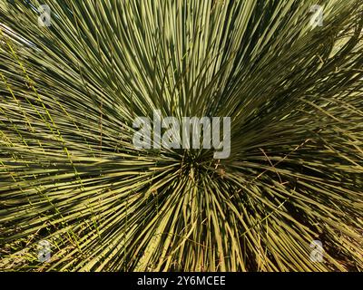 Lange grüne Blätter des Yakka-Busches xanthorrhoea semiplana tateana strahlen aus der Mitte der Pflanze auf Kangaroo Island, Australien, nach außen. Stockfoto