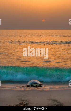 Die weibliche grüne Schildkröte kehrt nach dem Eierlegen nach dem Sonnenaufgang in warmen Orangen ins Meer zurück Stockfoto