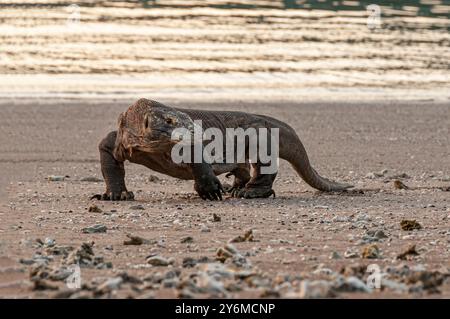 Komodo-Drache am Strand der Insel Rinca kleine Sunda-Inseln Indonesien Stockfoto