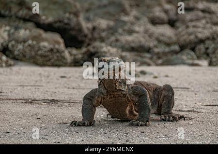 Komodo-Drache am Strand der Insel Rinca kleine Sunda-Inseln Indonesien Stockfoto