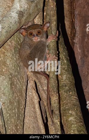 Spektraltarsier kleinster Primat im Baum zeigt markante Merkmale seiner Hände und Finger Stockfoto