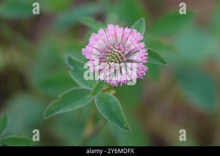 Summer UK, Red Clover Flower Stockfoto