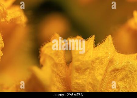Kürbisblume Nahaufnahme Makrofotografie Stockfoto