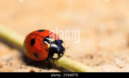 Marienkäfer auf Gras Makrofotografie Stockfoto