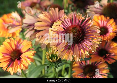 Nahaufnahme von sonnendurchfluteten orange-gelben Echinacea purpurea Blüten in einem Gartenbeet Stockfoto