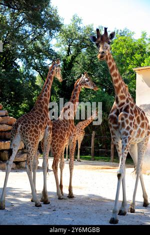 Frankreich, Pays de la Loire, Departement Sarthe (72), Zoo La Fleche Stockfoto