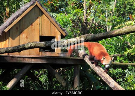 France, Pays de la Loire, Departement Sarthe (72), La Fleche, Panda roux Stockfoto