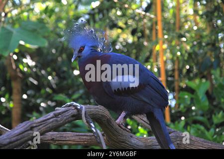 Frankreich, Pays de la Loire, Departement Sarthe (72), La Fleche Stockfoto