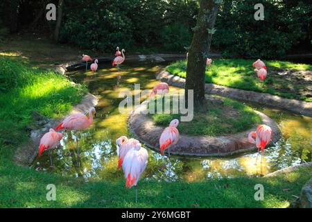 Frankreich, Pays de la Loire, Departement Sarthe (72), La Fleche Stockfoto