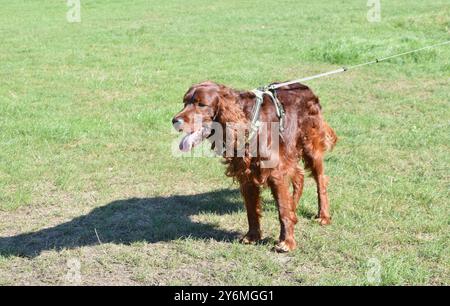 Wunderschöner irischer Setter-Hund im grünen Park an einem sonnigen Tag. Stockfoto