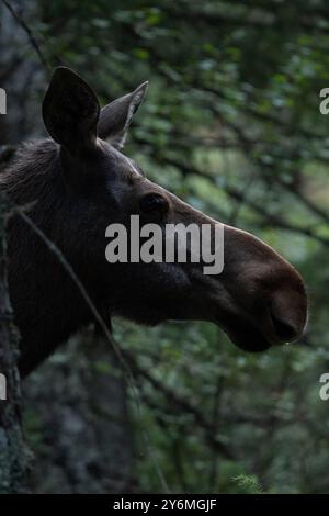 Ein Elch, der in einem üppig grünen Wald steht und von dichtem Laub umgeben ist Stockfoto