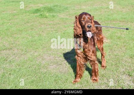 Wunderschöner irischer Setter-Hund im grünen Park an einem sonnigen Tag. Stockfoto