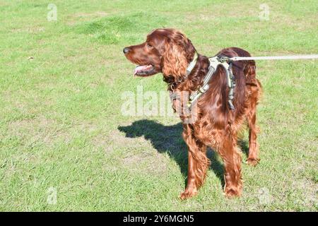 Wunderschöner irischer Setter-Hund im grünen Park an einem sonnigen Tag. Stockfoto