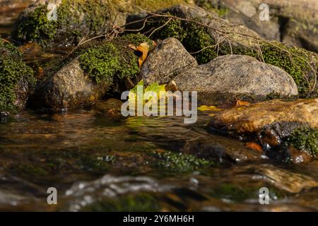 Bei einer Wanderung im Bayerischen Wald entdeckten wir diesen kleinen Bach mit einigen Blättern, die im Herbst verfärbt waren Stockfoto