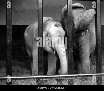 Im Zoo Heiliger Weißer Elefant am 17. Mai 1926 Stockfoto
