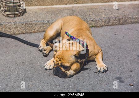 Französische Bulldogge schläft auf einem Bürgersteig Stockfoto