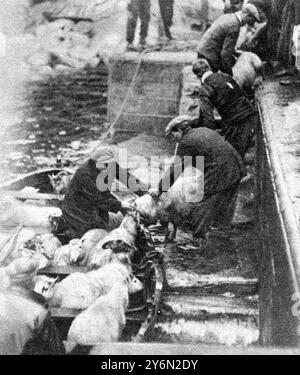 Die Evakuierung von St. Kilda: Inseltypen und Abfahrtsszenen. Die St. Kilda Islanders setzen Schafe an Bord eines Bootes, um die S. S.S.S.‚Dunara Castle zu transportieren. 6. September 1930 Stockfoto