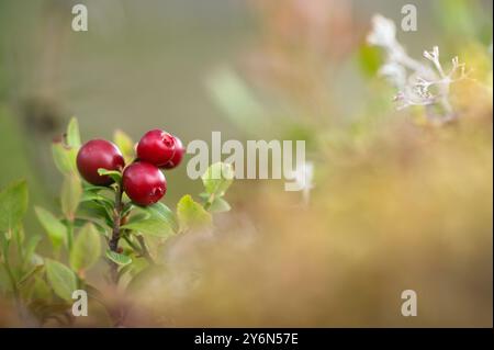 Rote reife Preiselbeeren (Vaccinium vitis-idaea), unscharfes Bild. Stockfoto