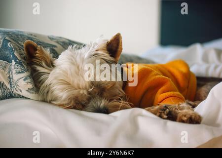 Der kleine Yorkshire Terrier-Hund in einem gelben Sweatshirt schläft süß auf einer weißen Decke auf dem Bett. Süßer Schlaf. Liebenswertes Haustier zu Hause. Ruhe-Konzept. Stockfoto