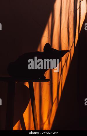 Silhouette einer kanadischen Sphynx-Katze mit großen Ohren auf orangefarbenem Hintergrund, die im Schatten sitzt. Ästhetische Vertikaltapete mit Katzentier. Stockfoto