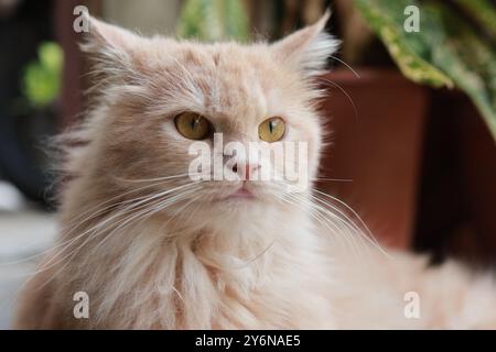 Nahaufnahme einer ruhigen Perserkatze mit bernsteinfarbenen Augen und flauschigem Cremefell. Stockfoto