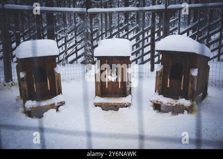 Skandinavien, Lappland, Finnland. Husky, Schlittenhund Stockfoto