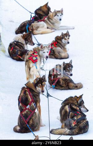 Skandinavien, Lappland, Finnland. Husky, Schlittenhund Stockfoto