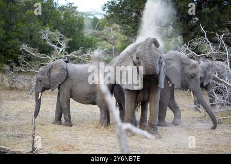 Eine Gruppe von Elefanten, die ein Staubbad in der Wildnis Afrikas genießen, umgeben von der Natur. Das Bild zeigt das spielerische und natürliche Verhalten von Th Stockfoto