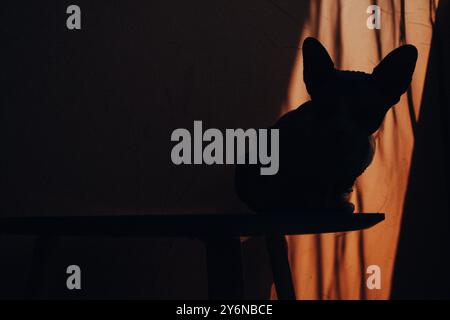 Silhouette einer kanadischen Sphynx-Katze mit großen Ohren auf orangefarbenem Hintergrund, die im Schatten sitzt. Ästhetische Tapete mit Katzentier. Kopierbereich Stockfoto