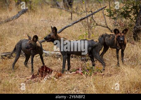 Eine Gruppe afrikanischer Wildhunde versammelt sich um einen frischen Kill im Selous Game Reserve in Tansania. Die Szene fängt die raue, ungezähmte Tierwelt in ihrer Natur ein Stockfoto