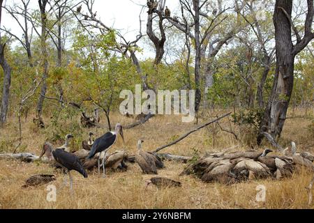 Eine vielfältige Gruppe von Marabustörchen und Geiern versammelt sich in einem trockenen, offenen Waldgebiet und zeigt afrikanische Tierwelt und natürliche Lebensräume. Stockfoto