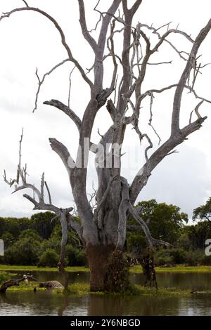 Ein beeindruckender, blattloser Baum erhebt sich in einem ruhigen Feuchtgebiet, umgeben von üppigem Grün, und zeigt die raue Schönheit der Natur. Stockfoto