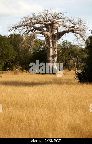 Ein einsamer Baobab-Baum steht hoch im trockenen Grasland der afrikanischen Savanne, umgeben von üppigem Grün und unter einem klaren blauen Himmel, und fängt die ess ein Stockfoto