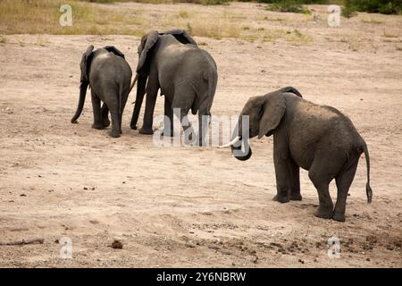 Eine Gruppe afrikanischer Elefanten, die durch die trockene Savanne laufen. Diese Szene zeigt die Tierwelt in ihrem natürlichen Lebensraum und fängt die Majestät und Geselligkeit ein Stockfoto