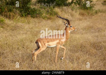 Ein einsamer Impala steht anmutig in der riesigen afrikanischen Savanne und zeigt seine elegante Haltung und die auffälligen Hörner. Die Szene fängt das Wesen von ein Stockfoto