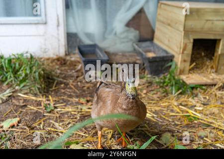 Enten schwimmen in einer Badewanne. Enten als Haustiere helfen im Garten. Glückliche Enten im Garten. Enten Schwimmen. Süße Khaki Campbell Enten. Stockfoto