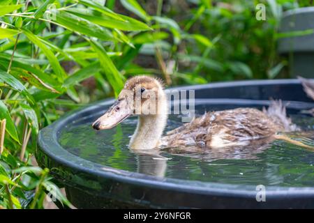 Enten schwimmen in einer Badewanne. Enten als Haustiere helfen im Garten. Glückliche Enten im Garten. Enten Schwimmen. Süße Khaki Campbell Enten. Stockfoto