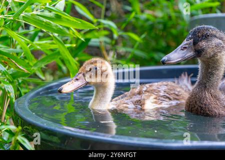 Enten schwimmen in einer Badewanne. Enten als Haustiere helfen im Garten. Glückliche Enten im Garten. Enten Schwimmen. Süße Khaki Campbell Enten. Stockfoto