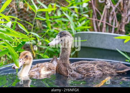 Enten schwimmen in einer Badewanne. Enten als Haustiere helfen im Garten. Glückliche Enten im Garten. Enten Schwimmen. Süße Khaki Campbell Enten. Stockfoto