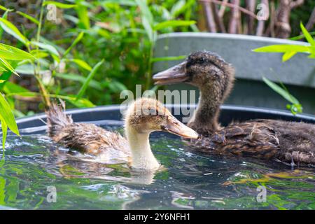 Enten schwimmen in einer Badewanne. Enten als Haustiere helfen im Garten. Glückliche Enten im Garten. Enten Schwimmen. Süße Khaki Campbell Enten. Stockfoto