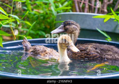 Enten schwimmen in einer Badewanne. Enten als Haustiere helfen im Garten. Glückliche Enten im Garten. Enten Schwimmen. Süße Khaki Campbell Enten. Stockfoto