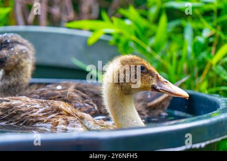 Enten schwimmen in einer Badewanne. Enten als Haustiere helfen im Garten. Glückliche Enten im Garten. Enten Schwimmen. Süße Khaki Campbell Enten. Stockfoto